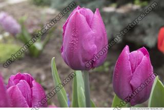 flower tulip 0005